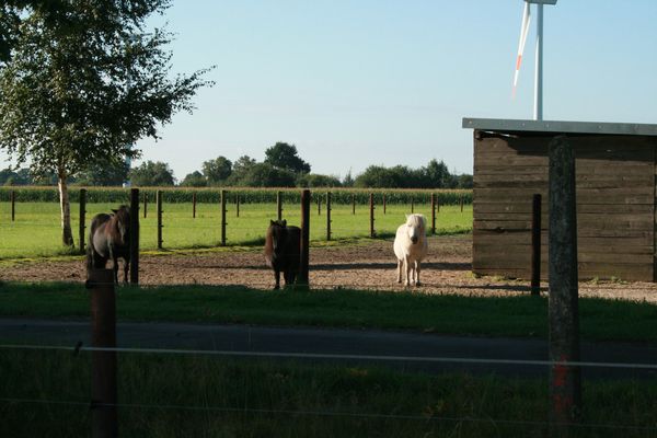 zuschauer.jpg - Reitkurs Ponyfarm am Mittelweg 2008 - Zuschauer Charly, Litli und Fáni